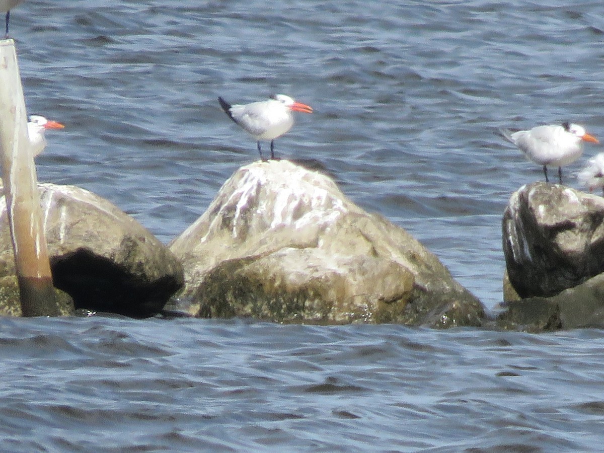 Royal Tern - Judy Robichaux