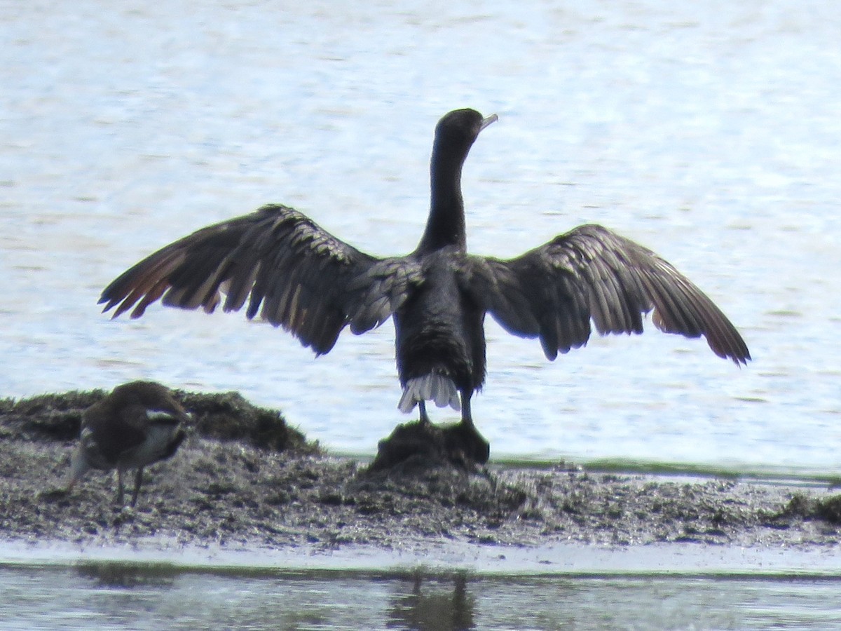 Cormorán Biguá - ML623010125