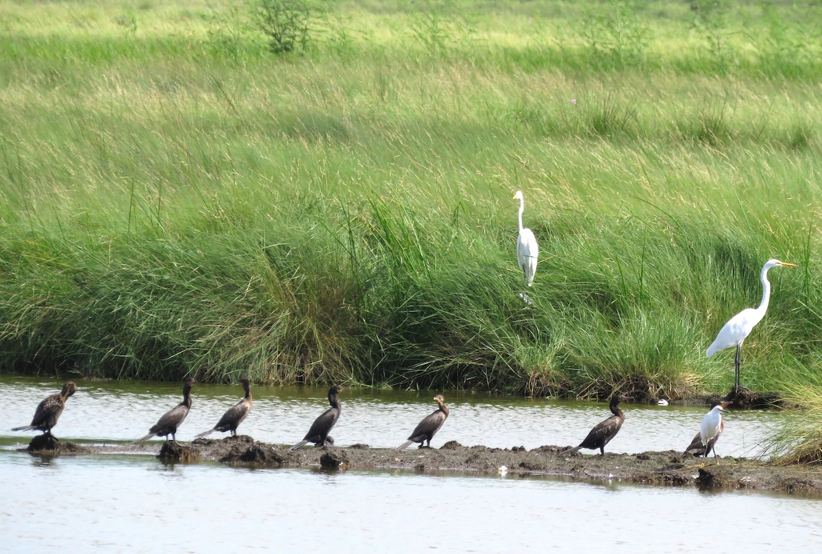 Cormorán Biguá - ML623010126