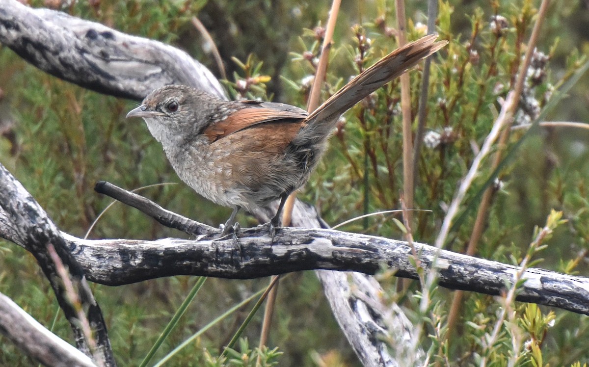 Western Bristlebird - ML623010127