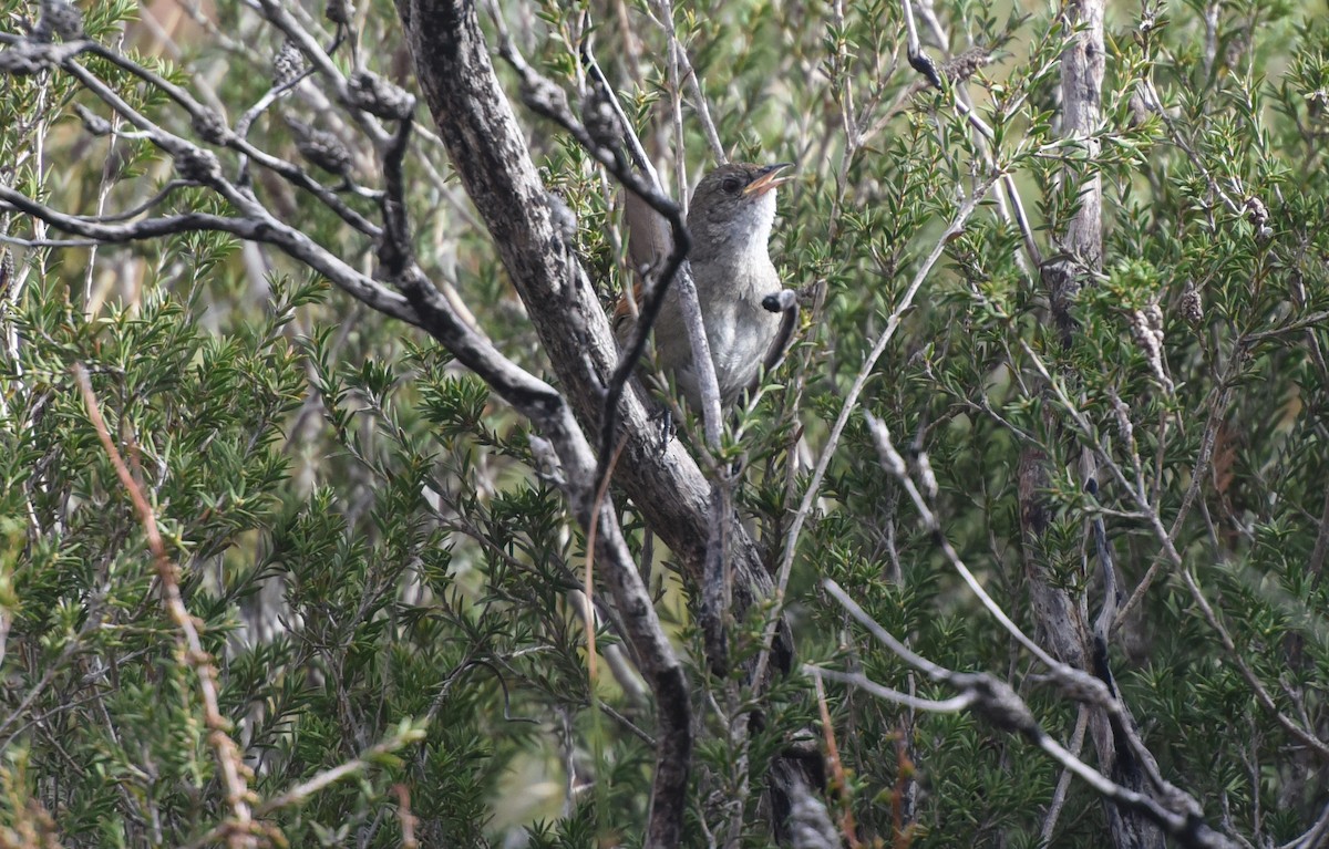 Western Bristlebird - ML623010128