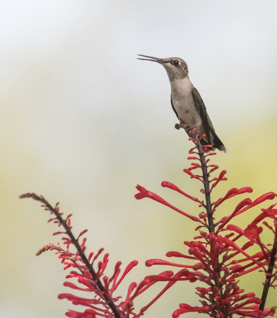 Ruby-throated Hummingbird - ML623010256