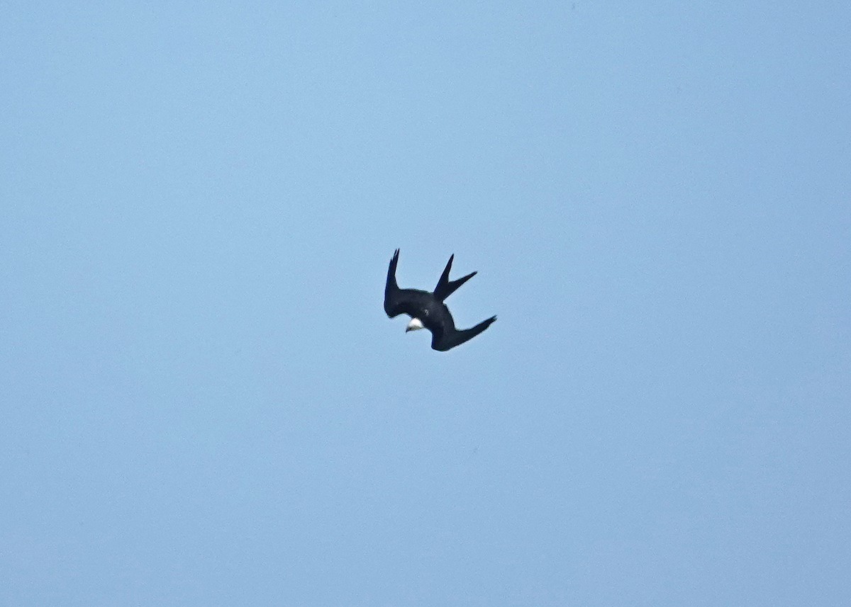 Swallow-tailed Kite - ML623010279