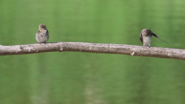 Northern Rough-winged Swallow - ML623010299