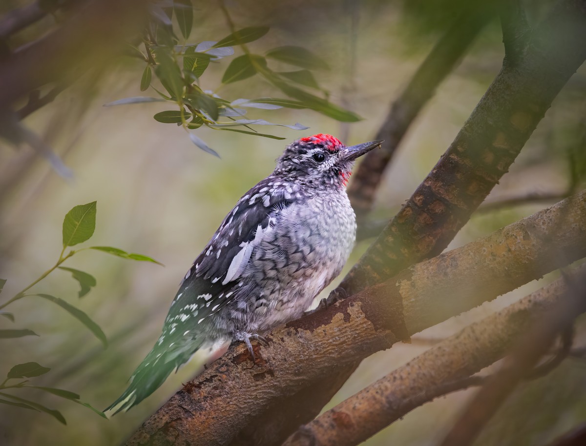 Pic à nuque rouge - ML623010344