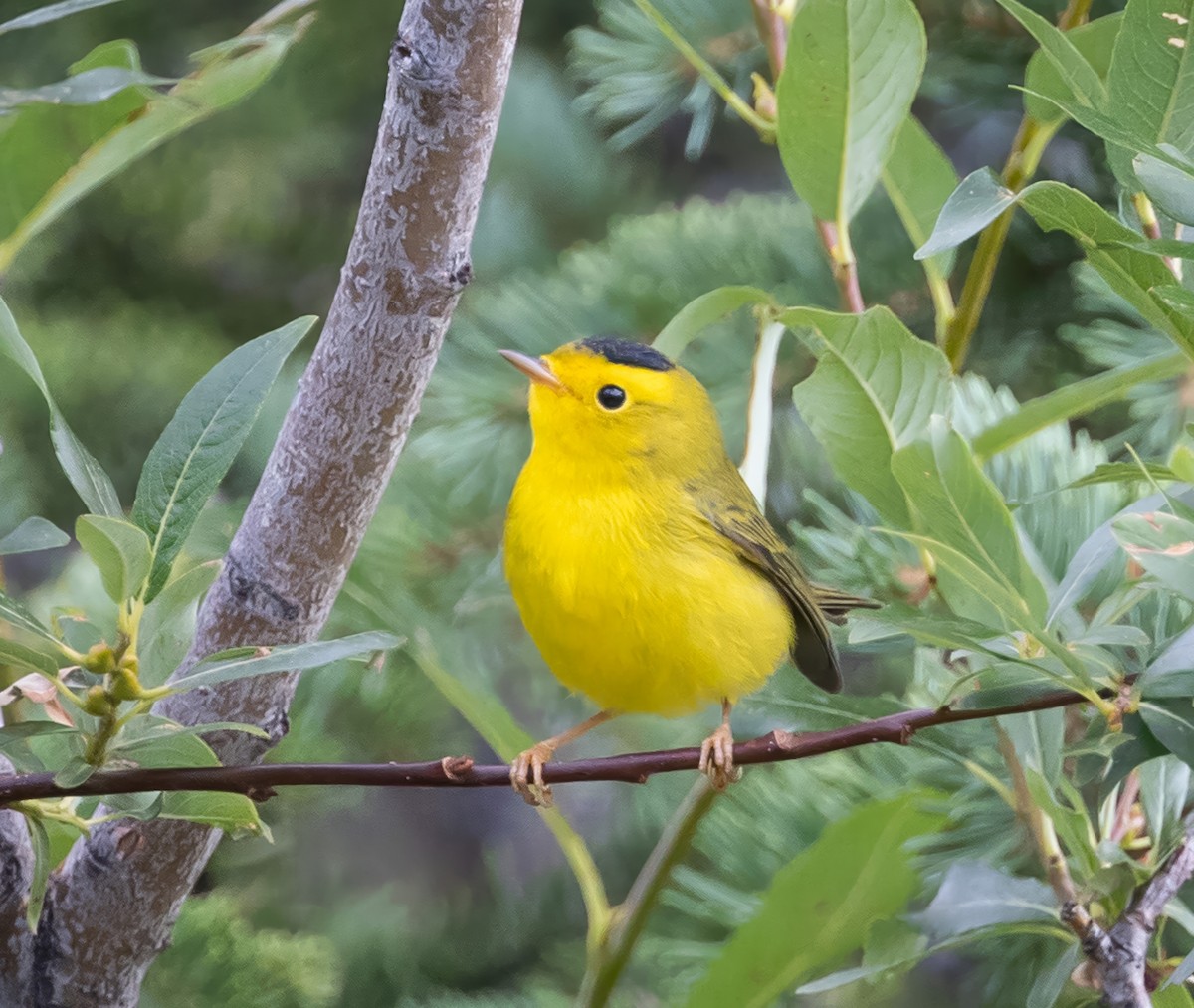 Paruline à calotte noire - ML623010357