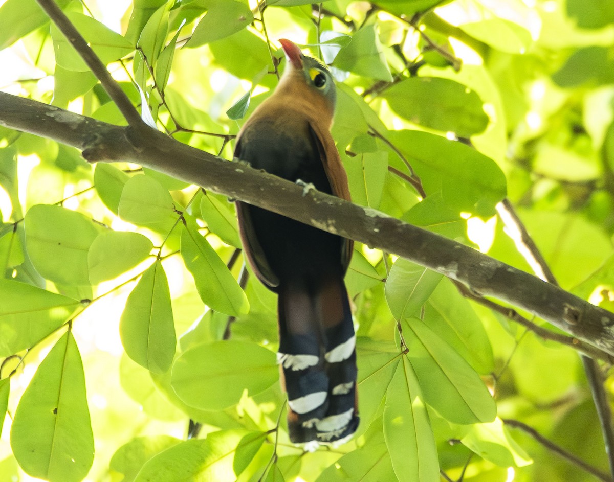 Cuco Ardilla Ventrinegro - ML623010359