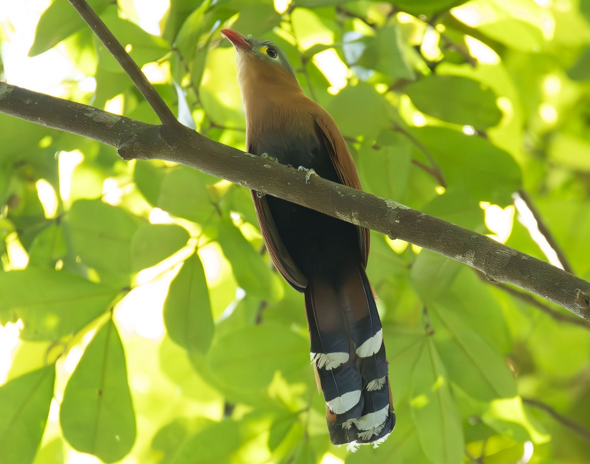 Black-bellied Cuckoo - A Huang Winoto