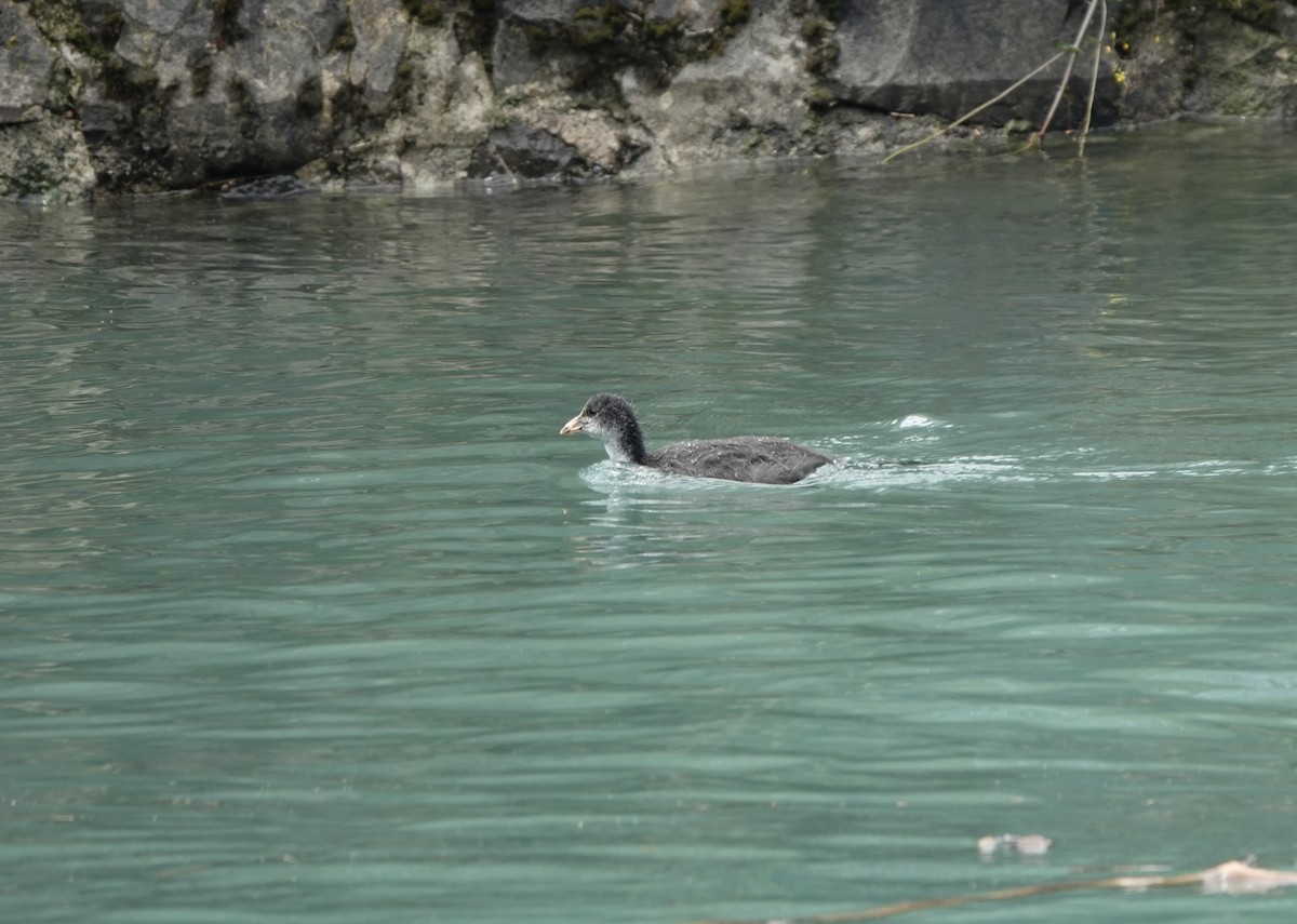 Eurasian Coot - ML623010379