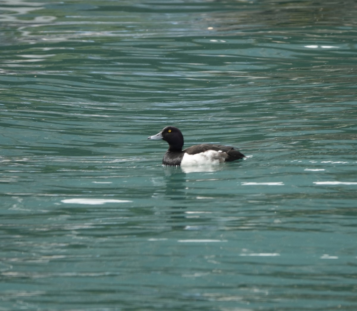 Tufted Duck - ML623010393