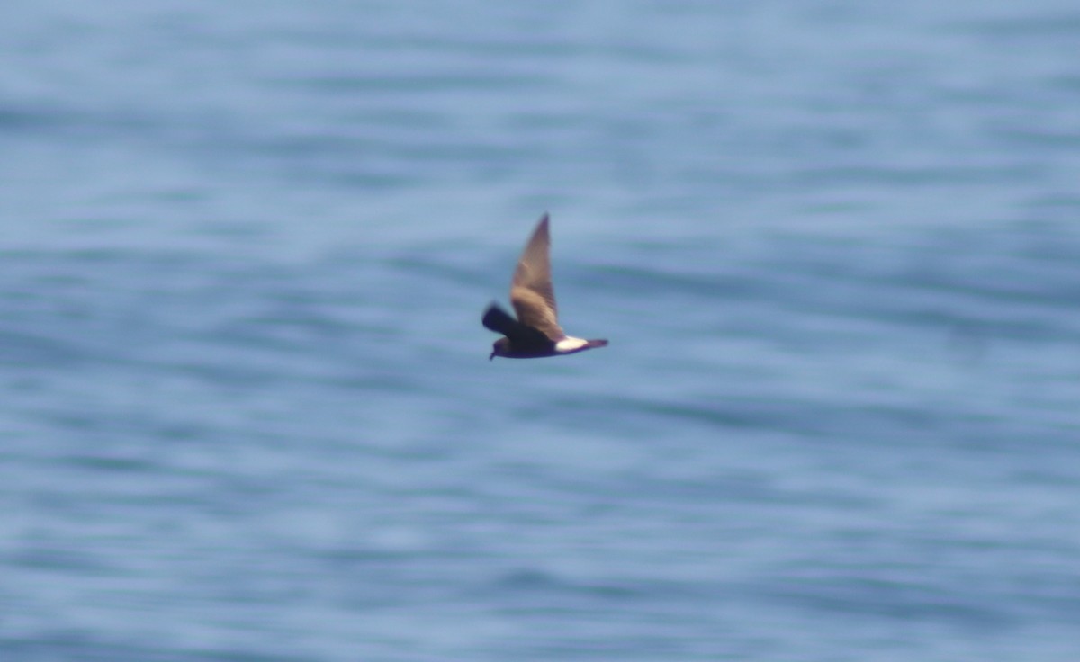 Townsend's Storm-Petrel - ML623010412