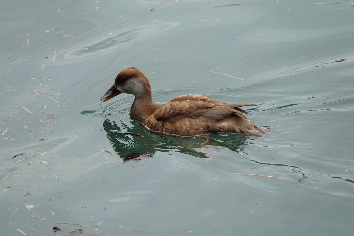 Red-crested Pochard - ML623010426