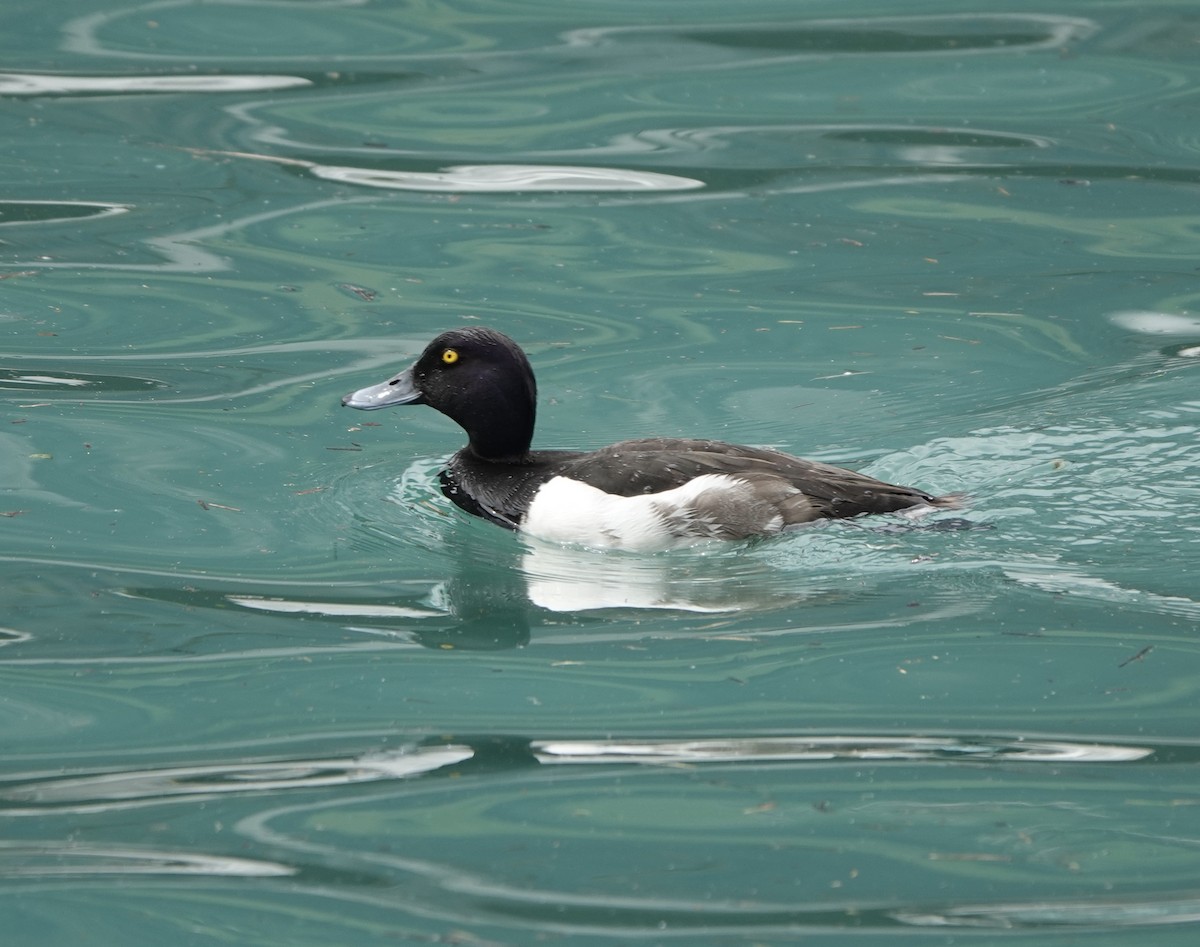 Tufted Duck - ML623010441