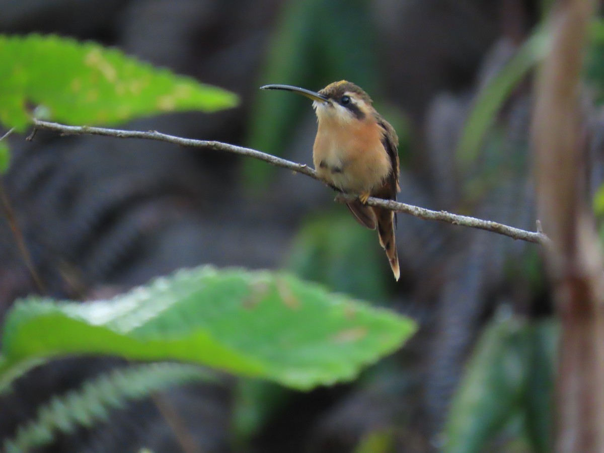 Reddish Hermit - Katherine Holland