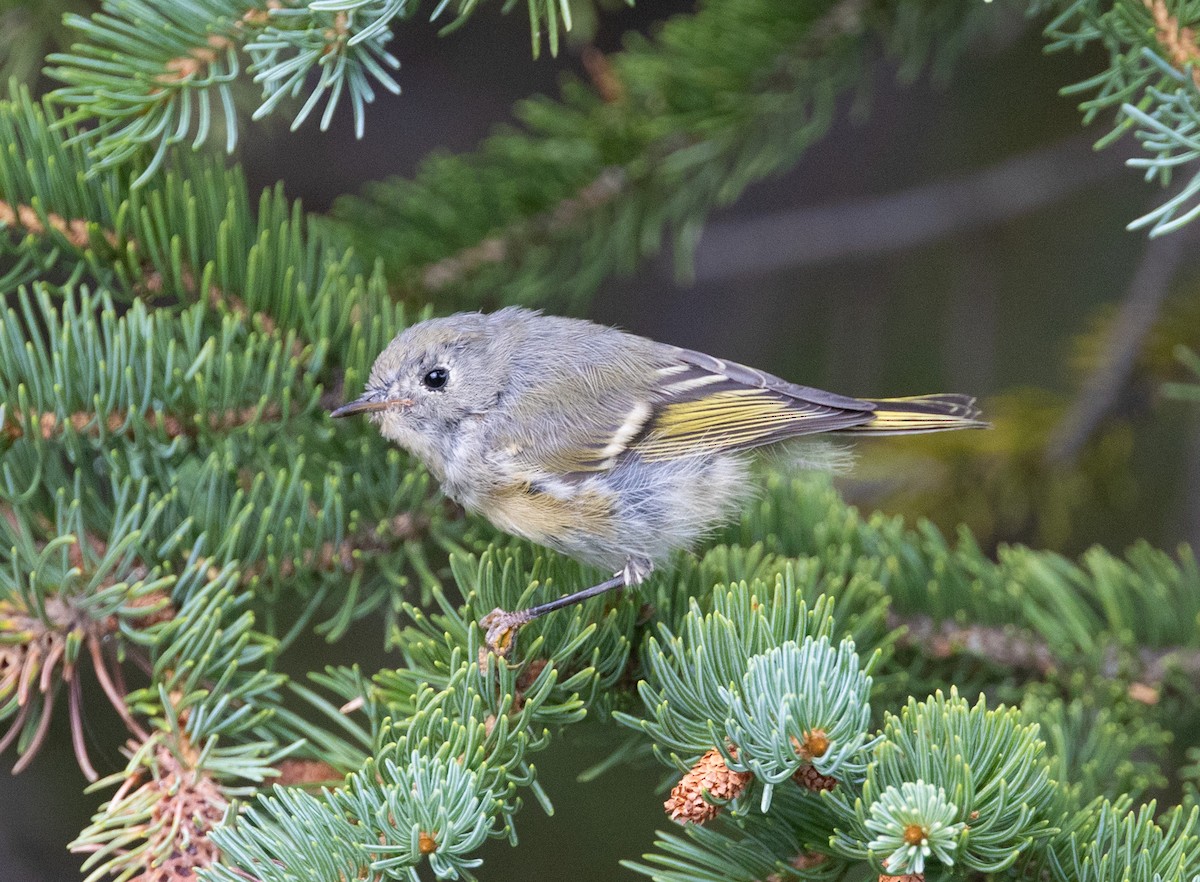 Roitelet à couronne rubis - ML623010451