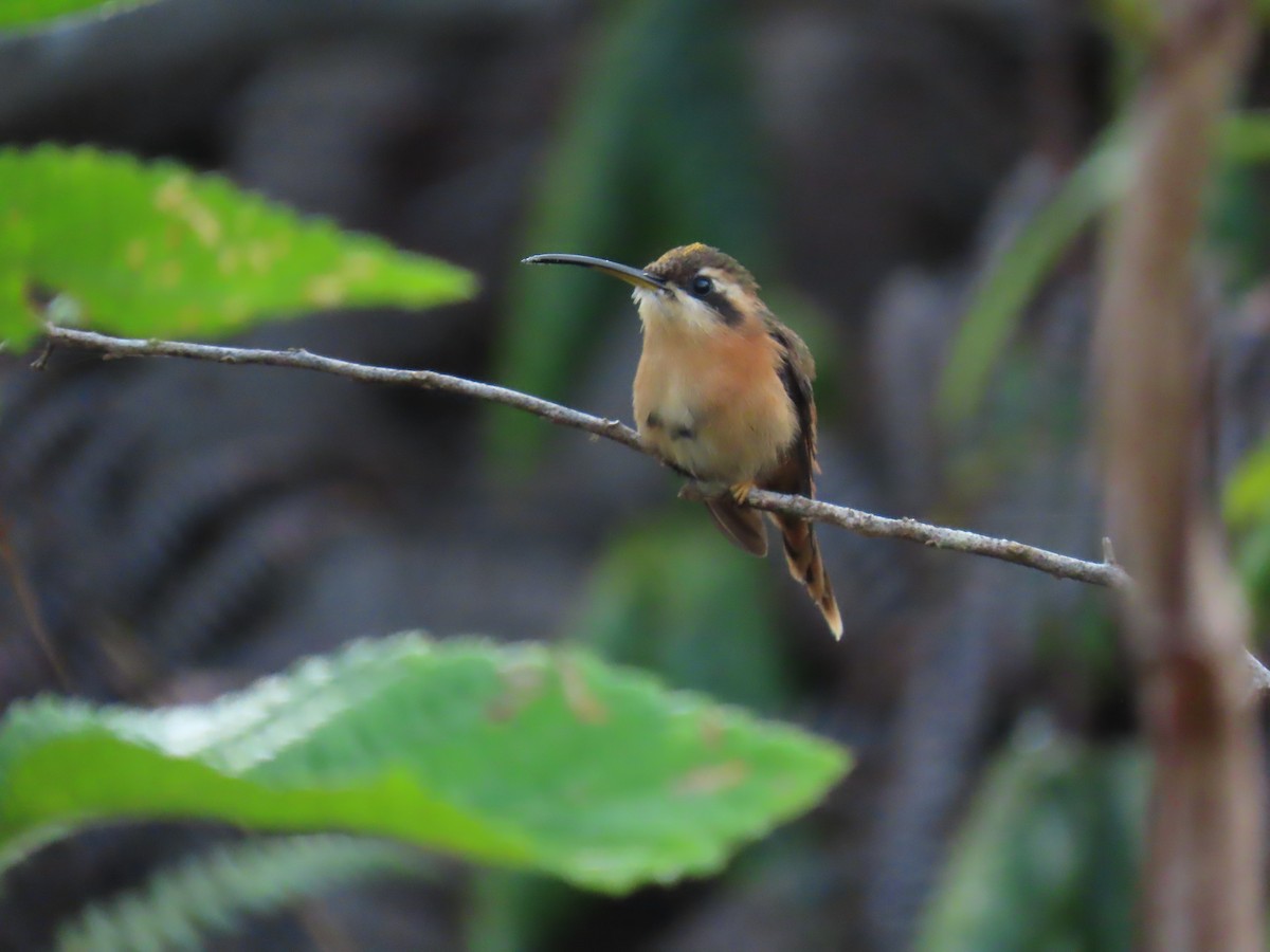 Reddish Hermit - ML623010456