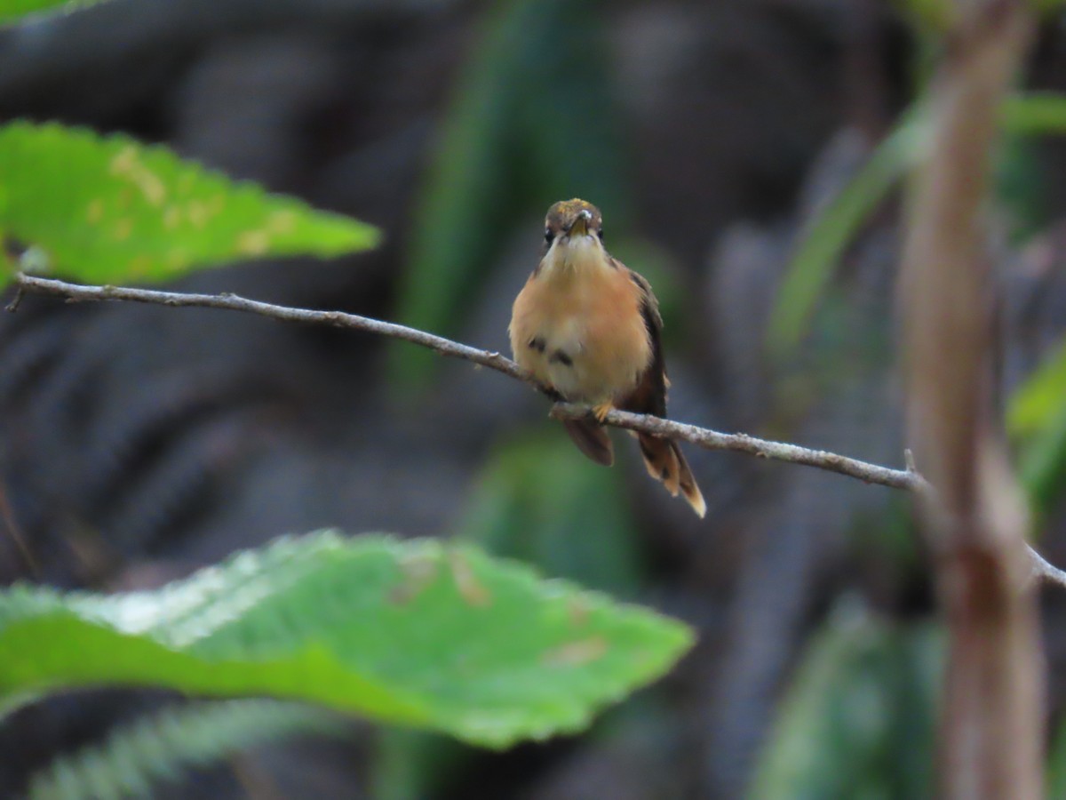 Reddish Hermit - ML623010465