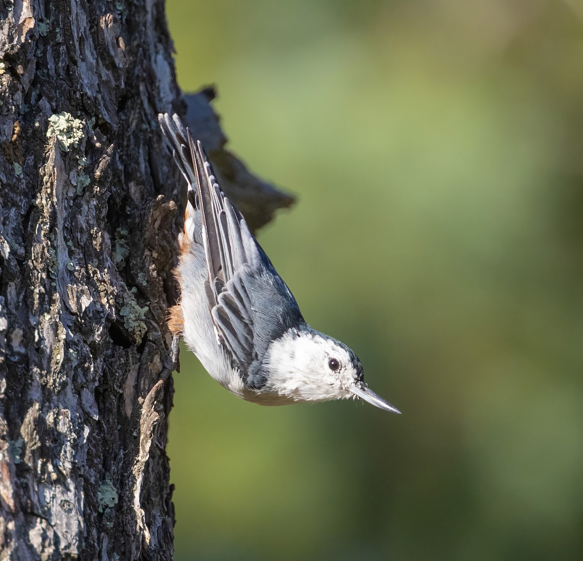 Sittelle à poitrine blanche - ML623010470