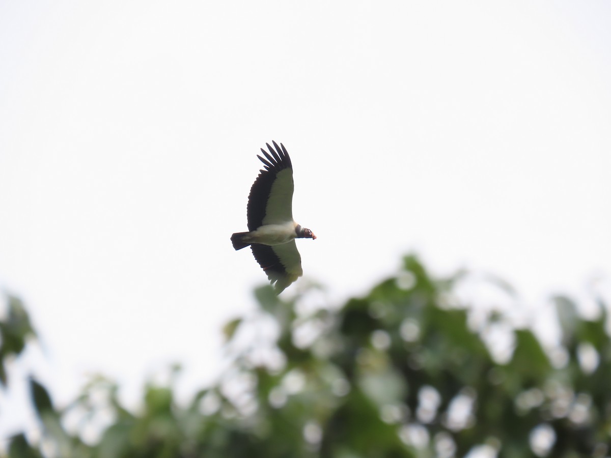 King Vulture - ML623010478