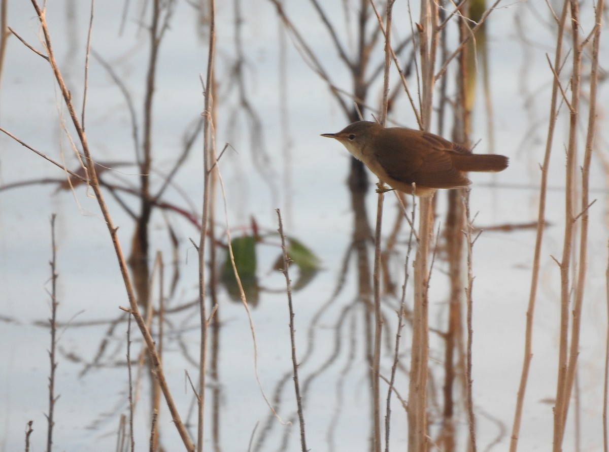 Common Reed Warbler - ML623010481