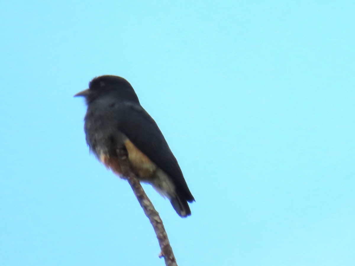 Swallow-winged Puffbird - ML623010489