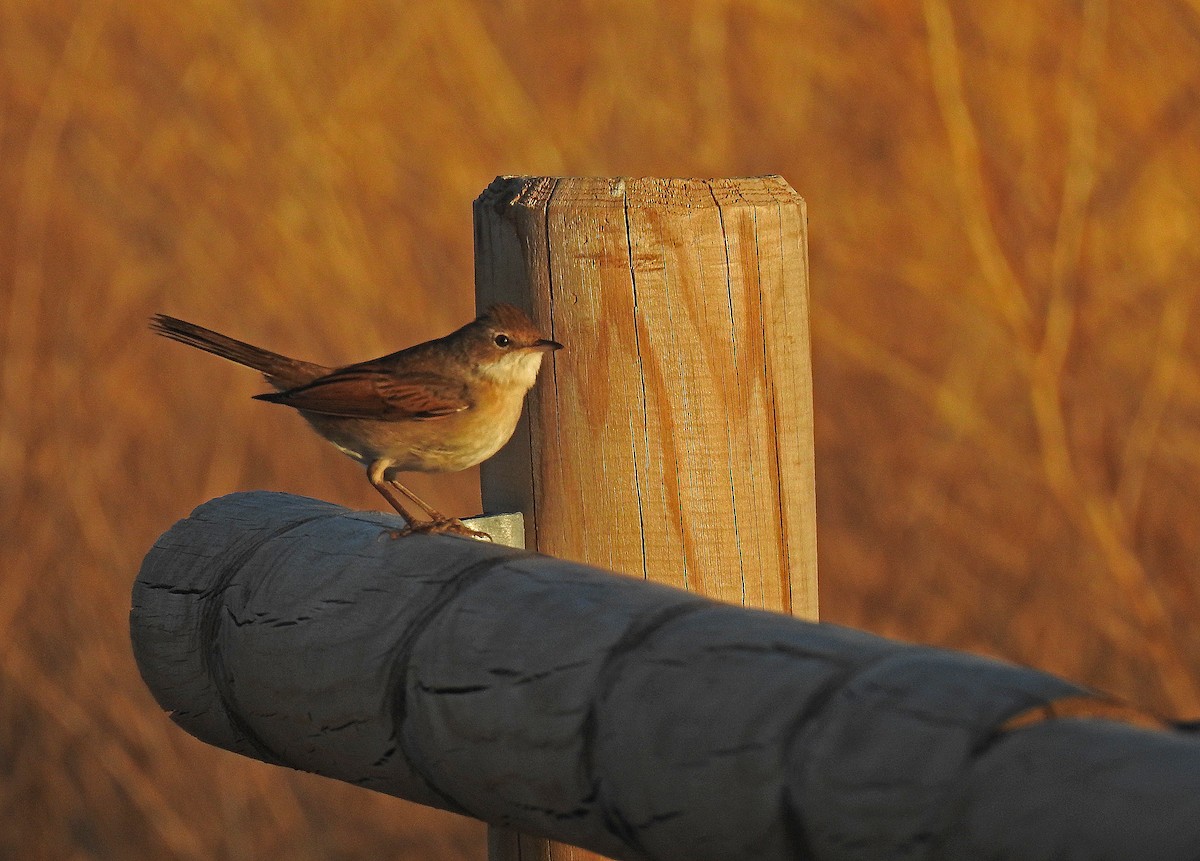 Greater Whitethroat - ML623010494