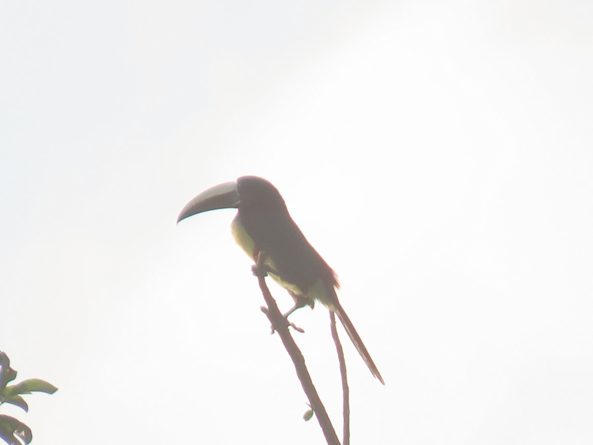 Black-necked Aracari - ML623010509