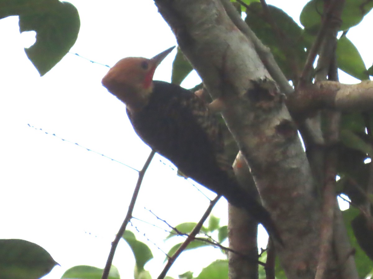 Ringed Woodpecker - ML623010516