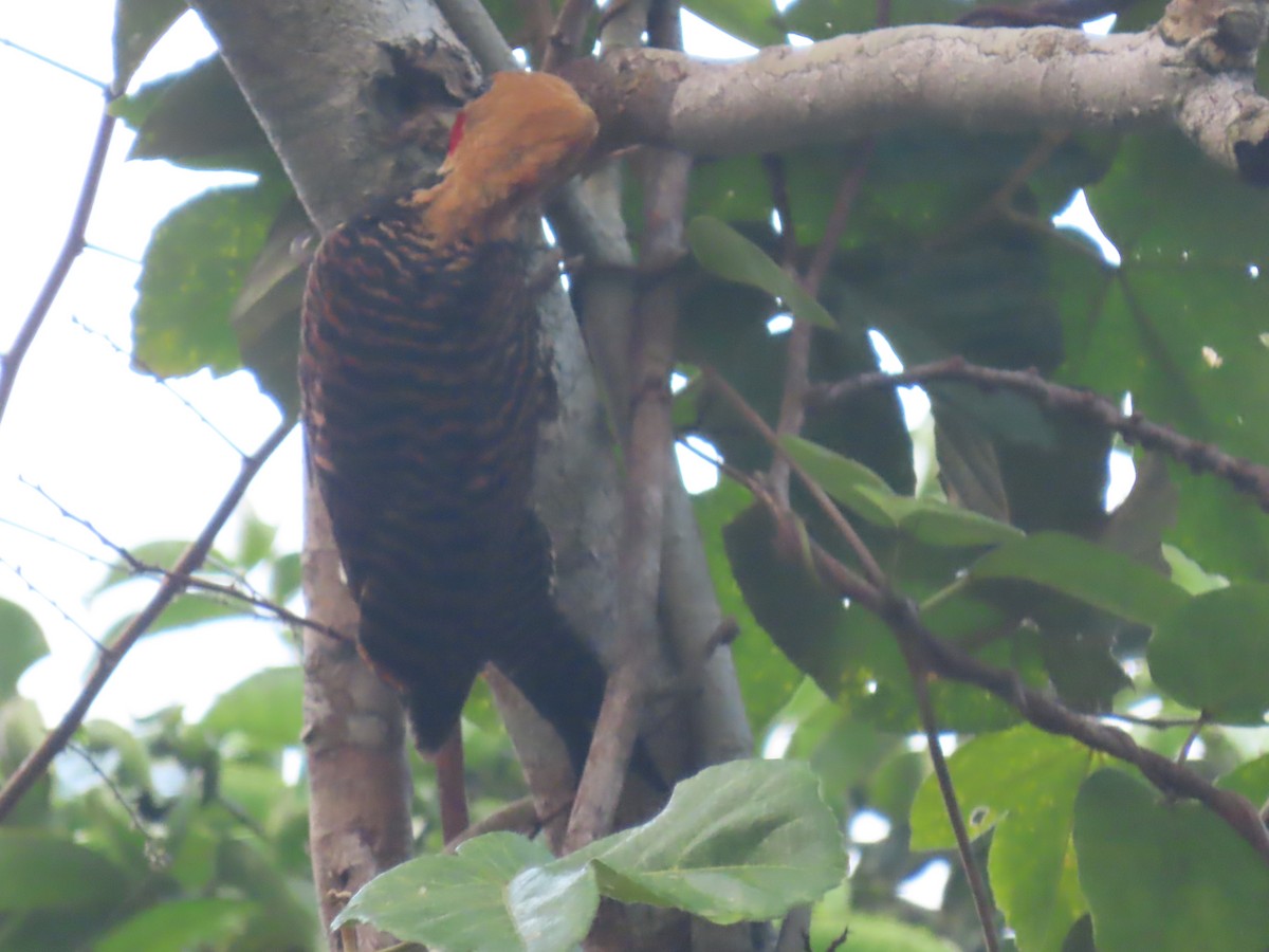 Ringed Woodpecker - ML623010521