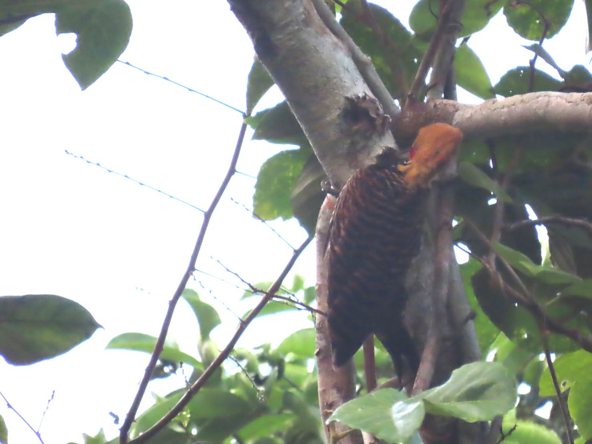 Ringed Woodpecker - ML623010524