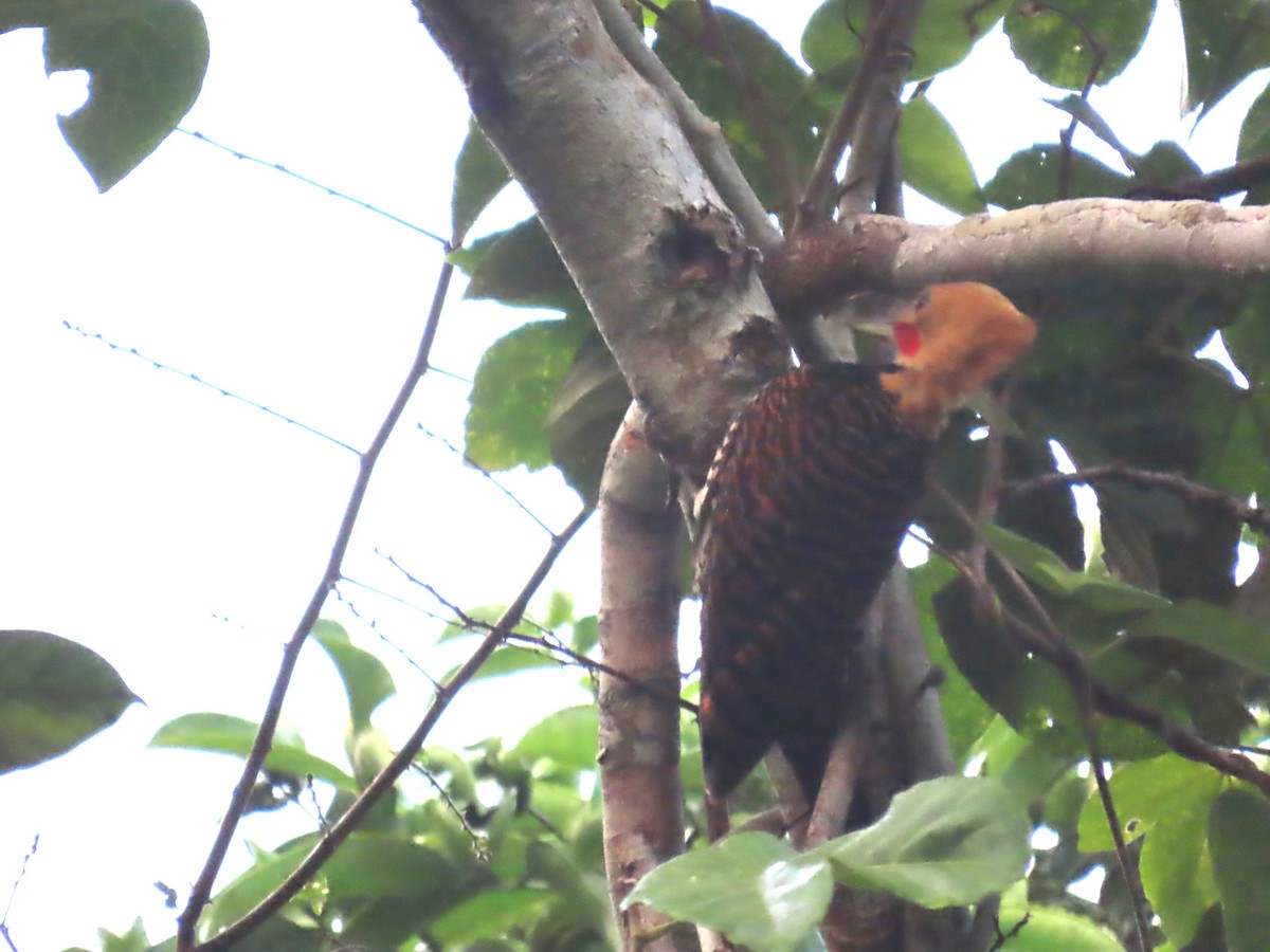 Ringed Woodpecker - ML623010530