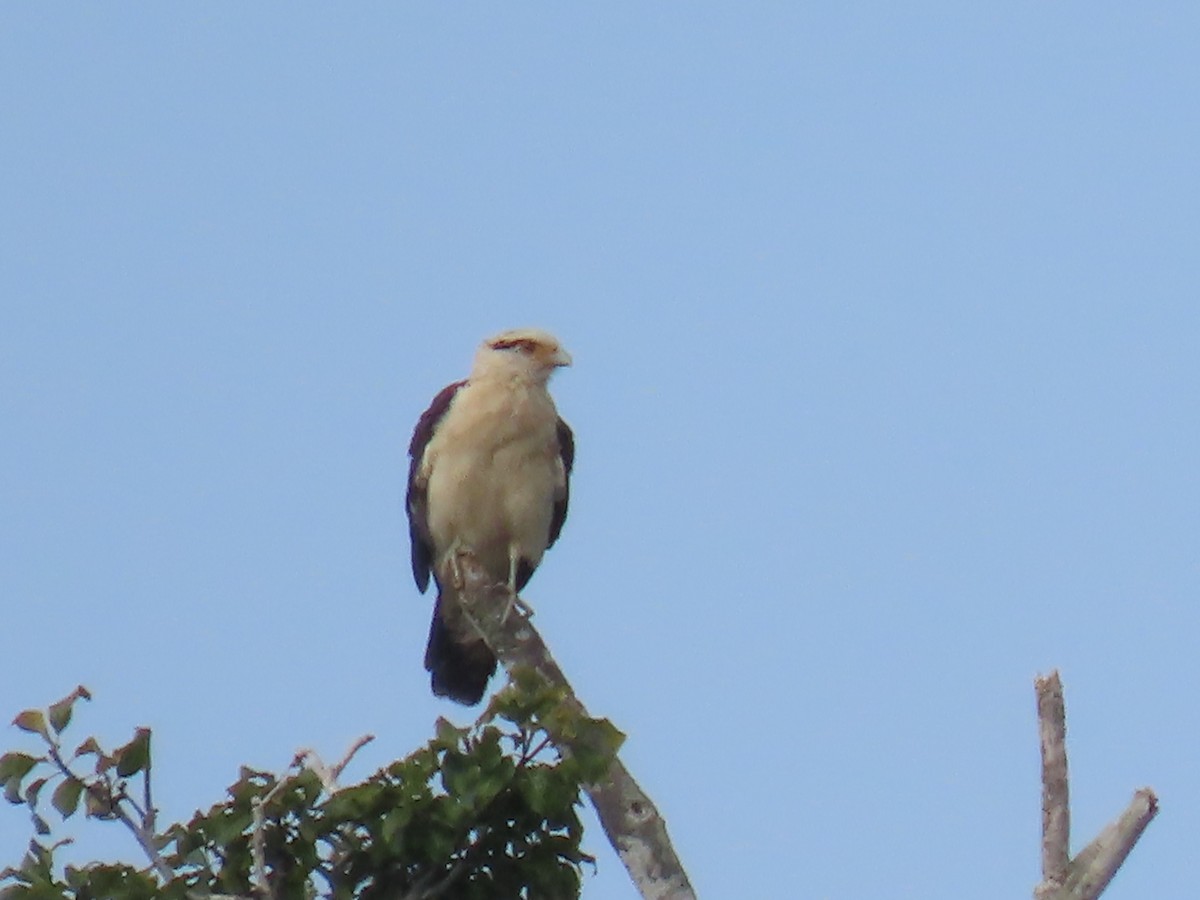 Yellow-headed Caracara - ML623010536