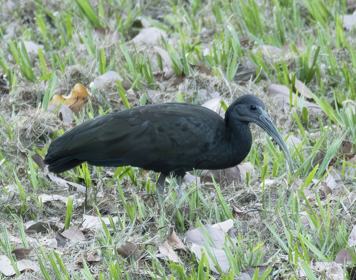 Ibis vert - ML623010543