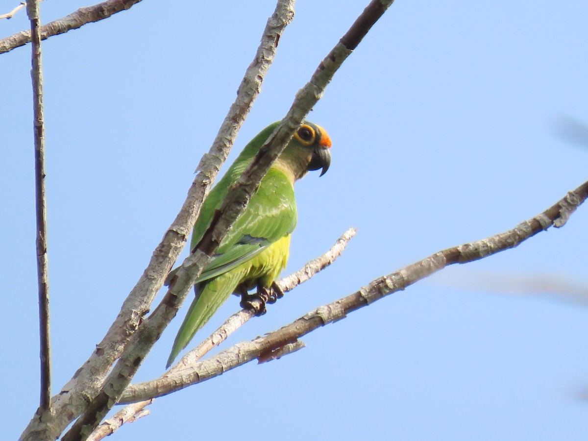 Peach-fronted Parakeet - ML623010551