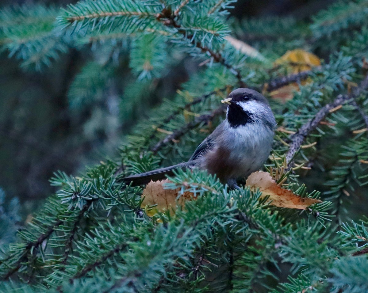 Boreal Chickadee - ML623010555