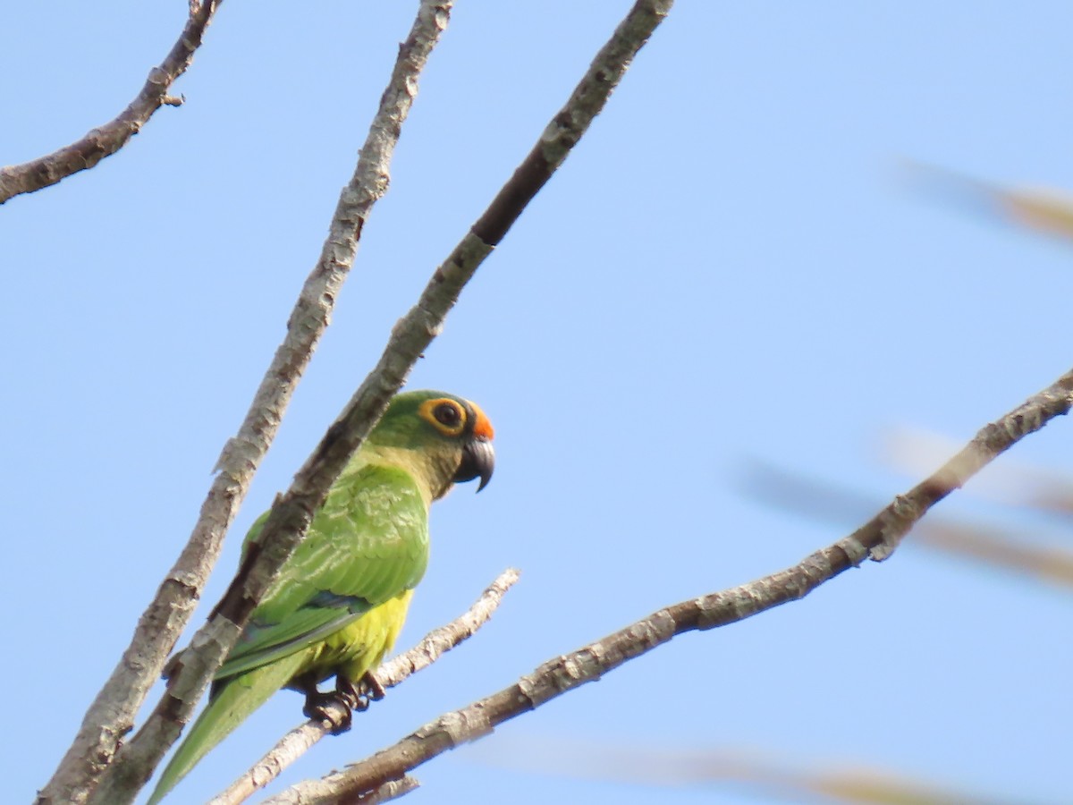 Peach-fronted Parakeet - ML623010559