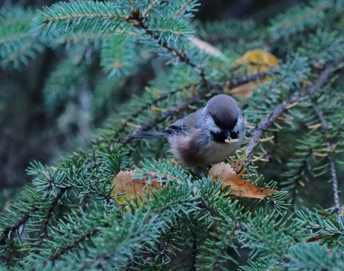 Boreal Chickadee - ML623010567