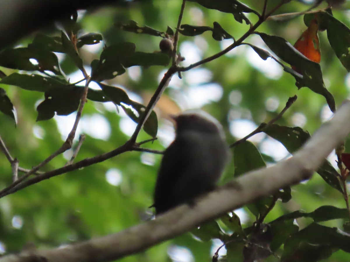 White-crowned Manakin - ML623010577