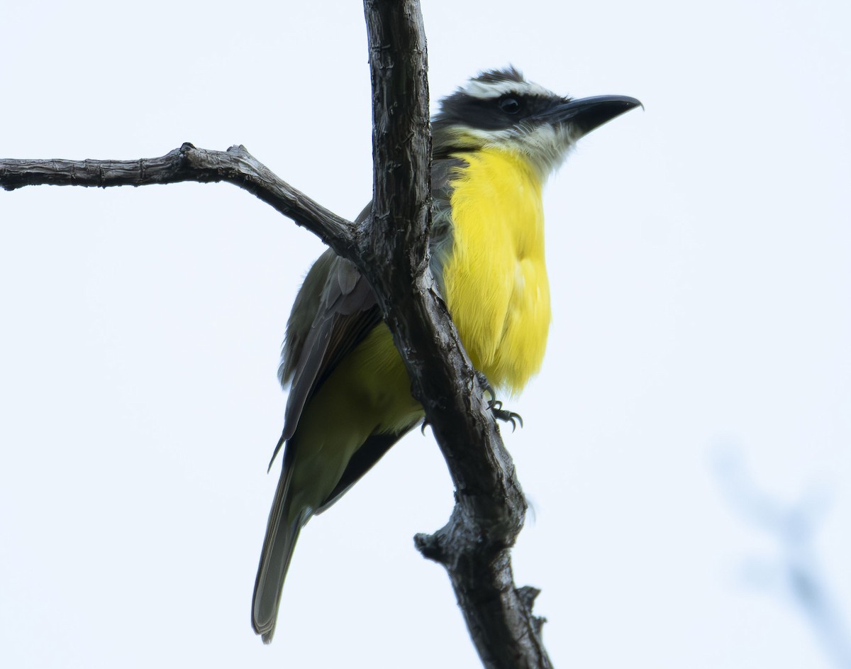 Tyran pitangua - ML623010578