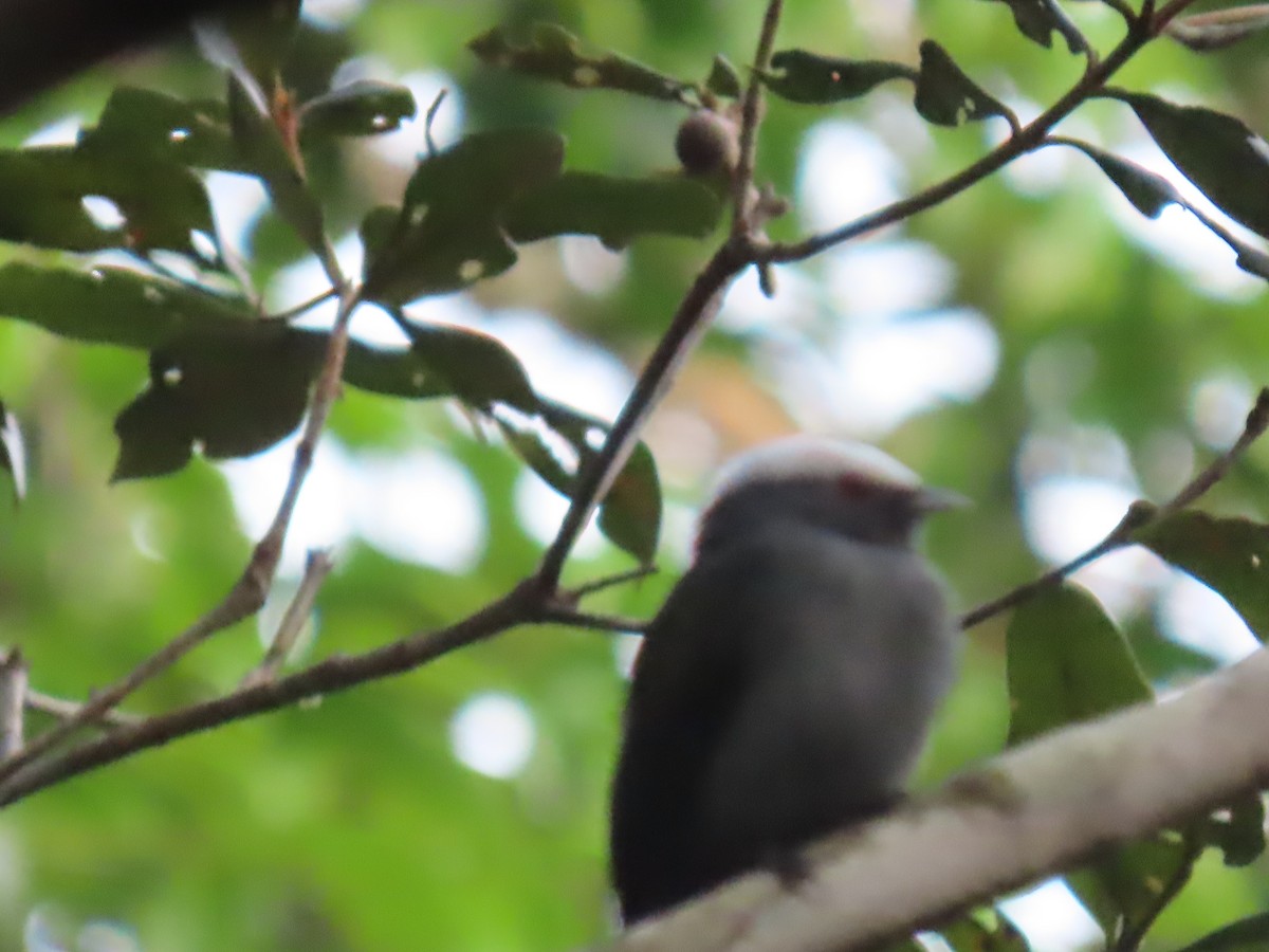 White-crowned Manakin - ML623010584