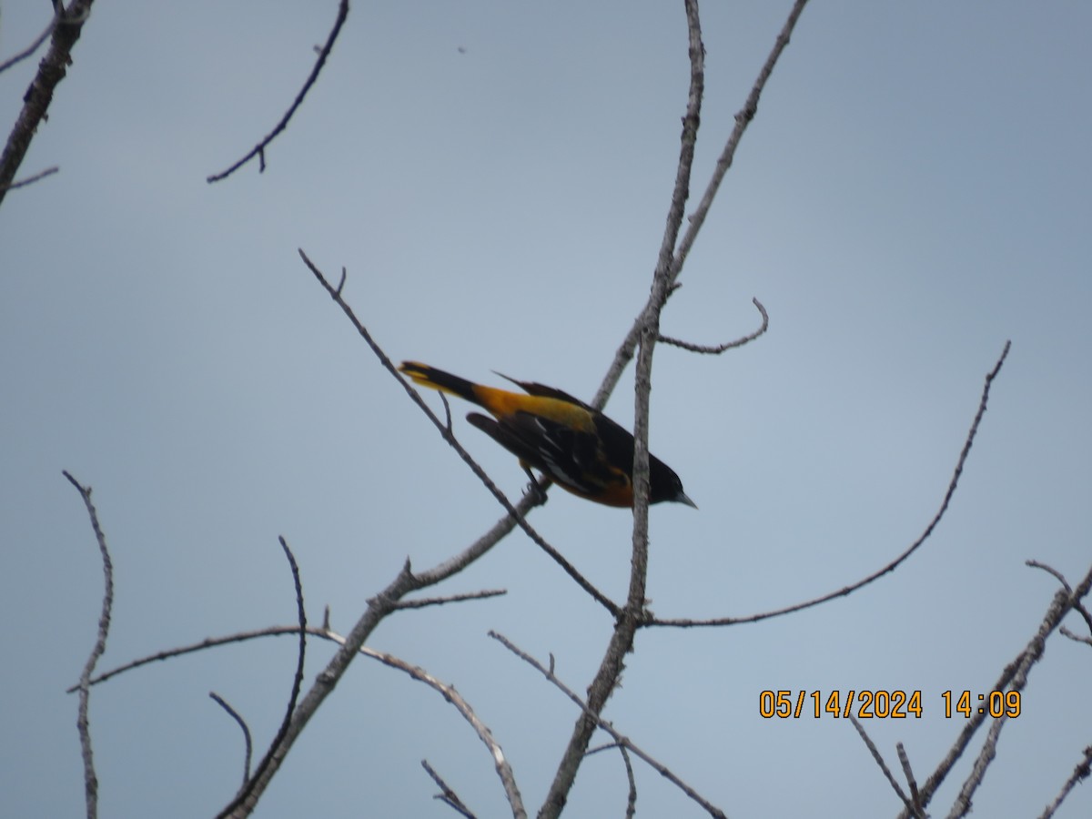 American Redstart - ML623010588