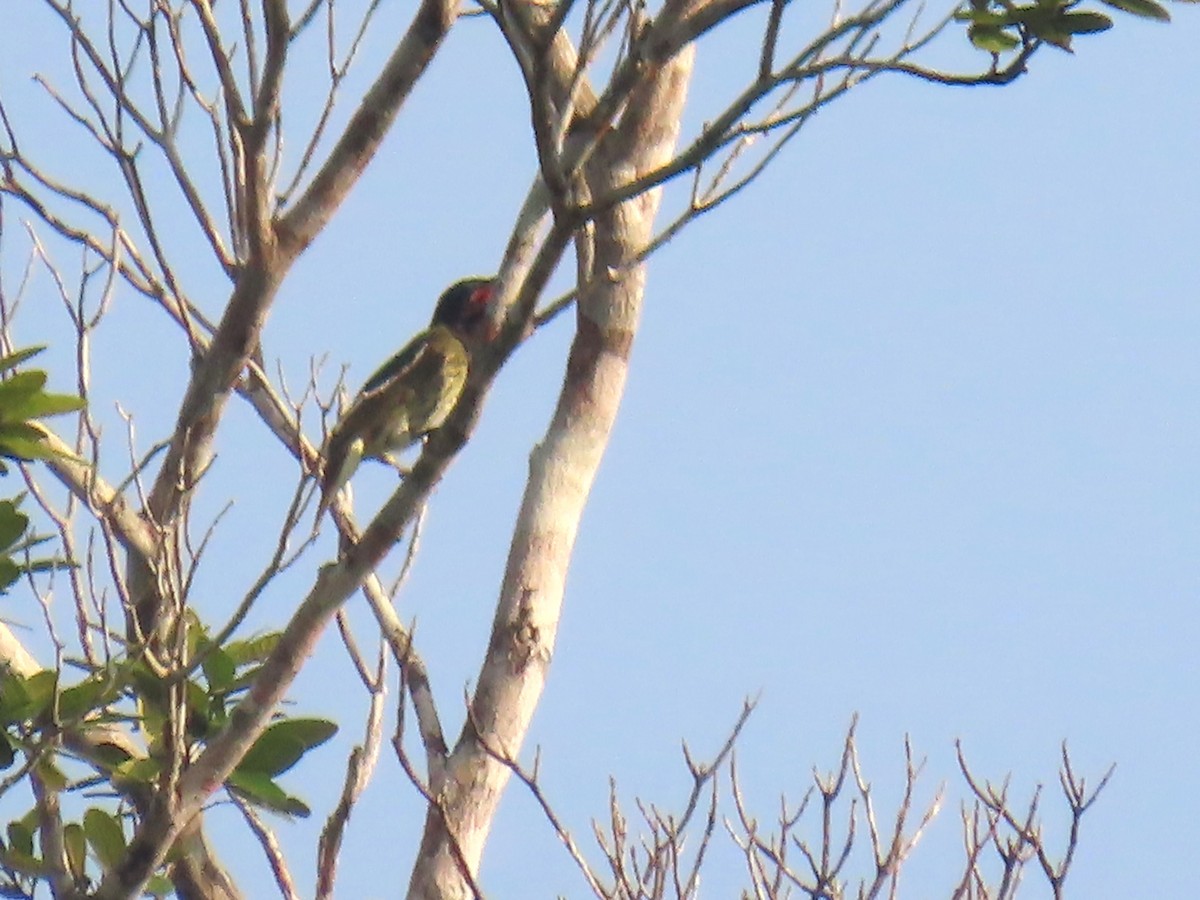 Bare-throated Bellbird - ML623010591