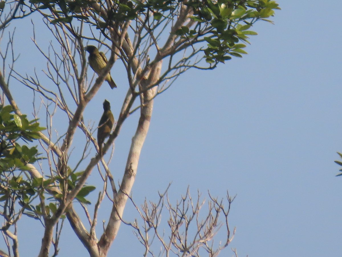 Bare-throated Bellbird - ML623010593