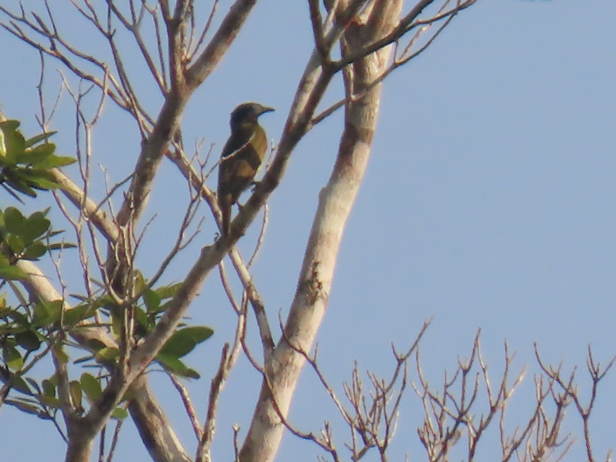 Bare-throated Bellbird - ML623010607