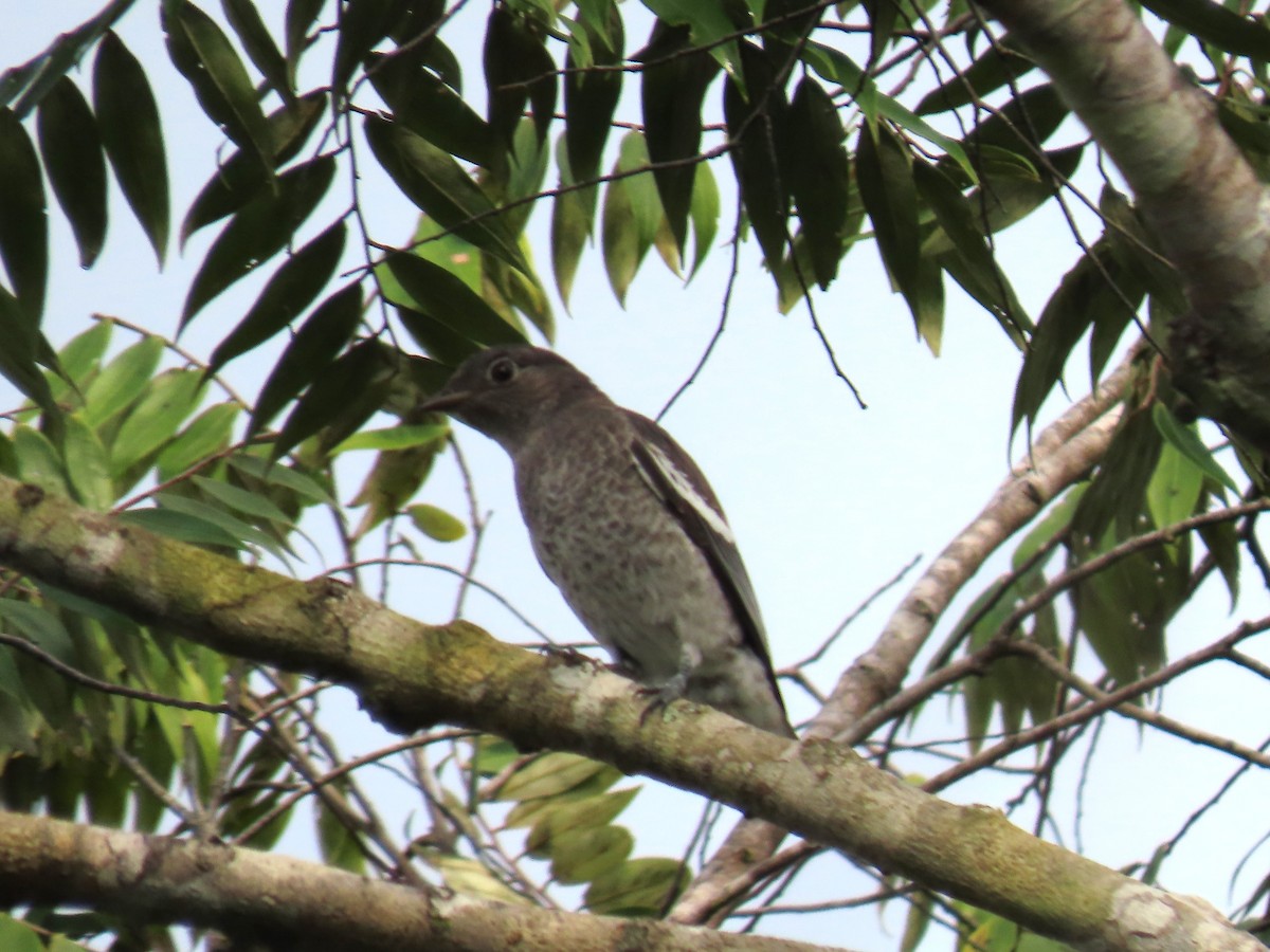 White-winged Cotinga - Katherine Holland