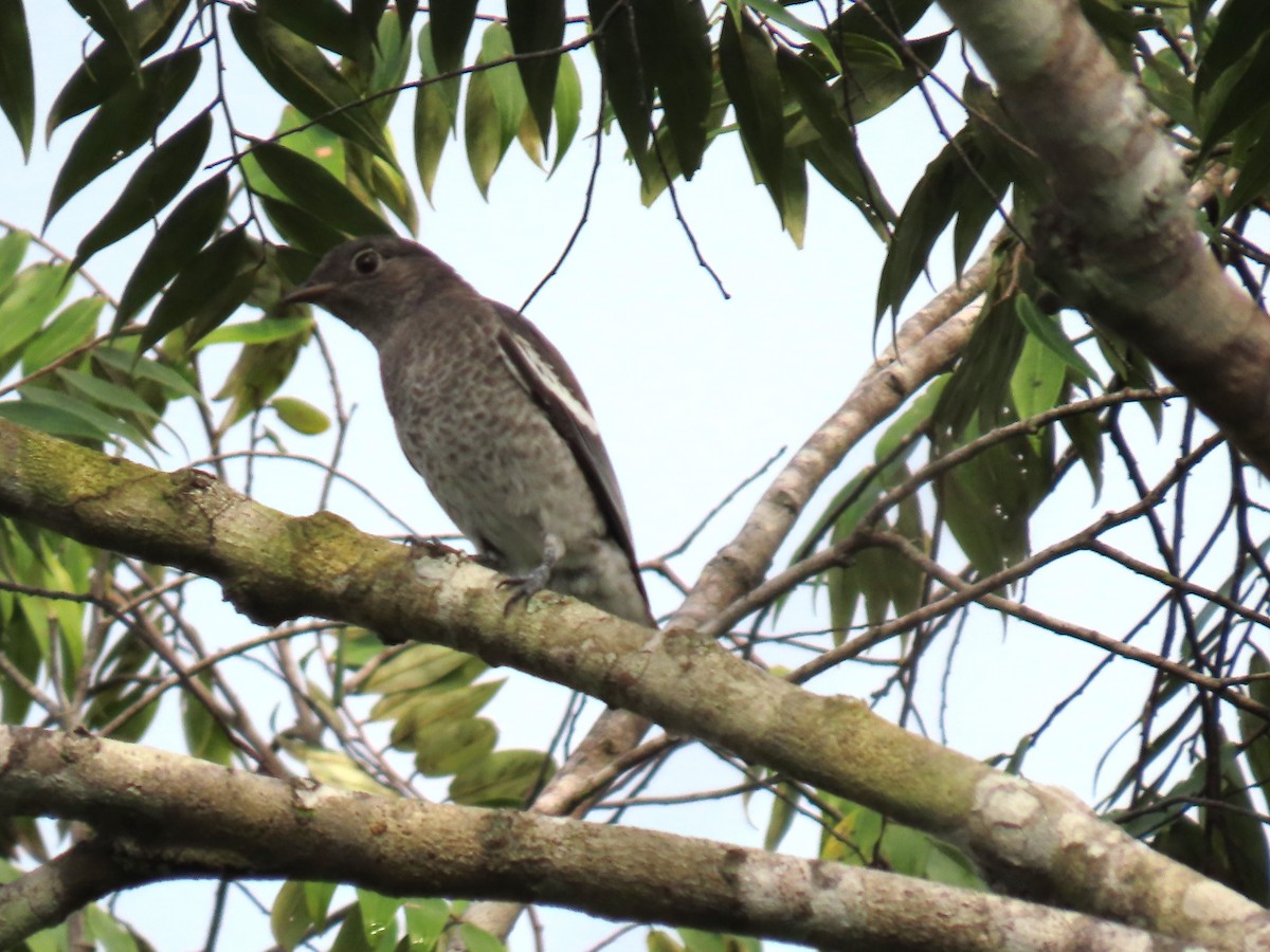 White-winged Cotinga - ML623010614