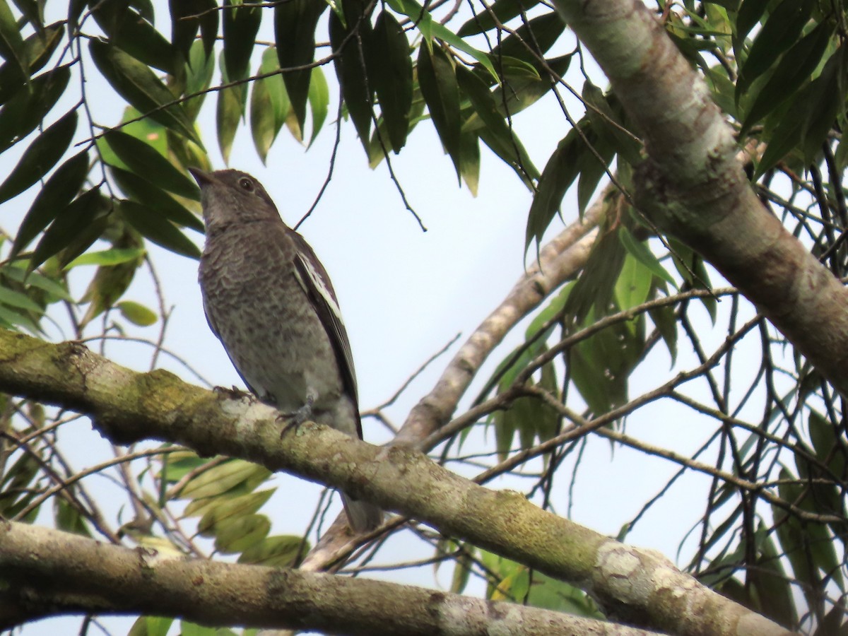 White-winged Cotinga - Katherine Holland