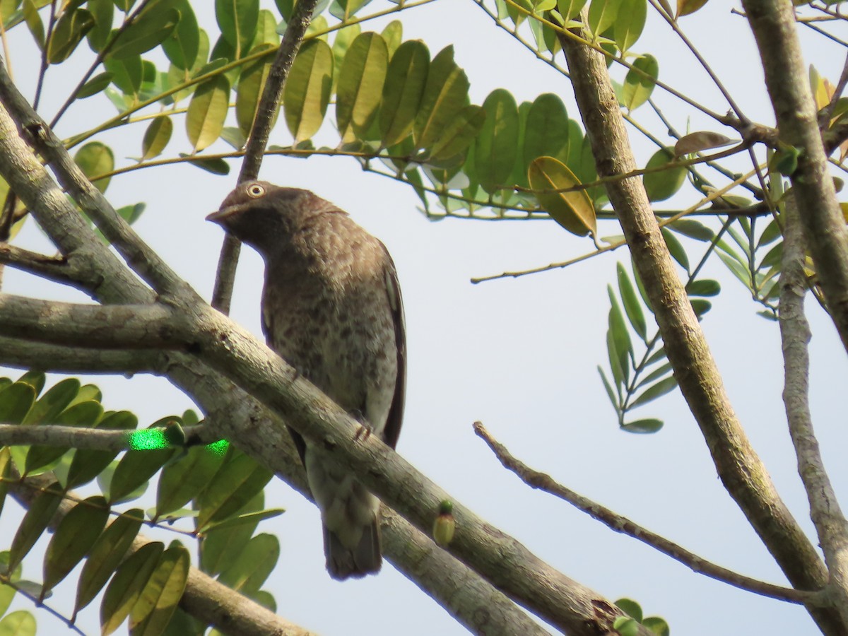 White-winged Cotinga - ML623010622