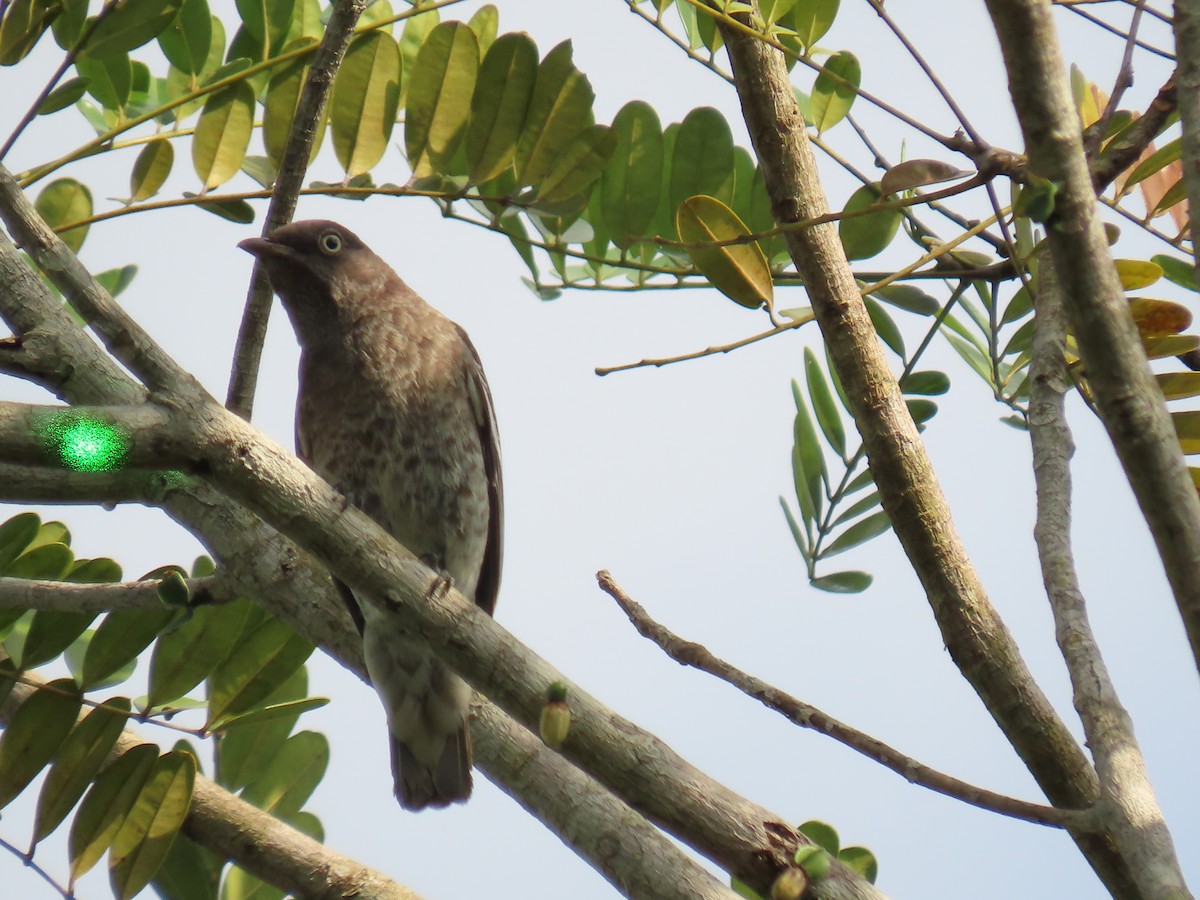 White-winged Cotinga - ML623010624