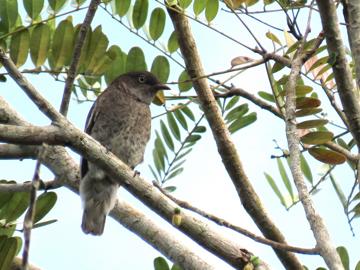 White-winged Cotinga - ML623010626